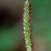 <i>Setaria pumila</i>  (Poir.) Roem. & Schult.